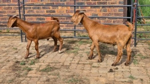 2X KALAHARI RED GOAT BUCK Eldridge van Rooyen (Per animal to take the lot)