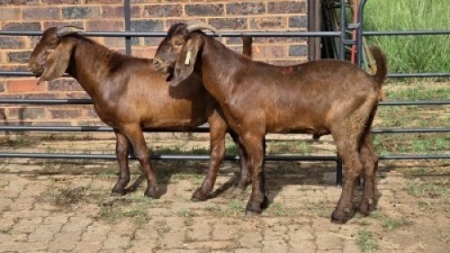 2X KALAHARI RED GOAT BUCK Eldridge van Rooyen (Per animal to take the lot)