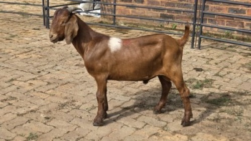 1X KALAHARI RED GOAT BUCK Eldridge van Rooyen