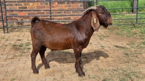 1X KALAHARI RED GOAT BUCK Eldridge van Rooyen