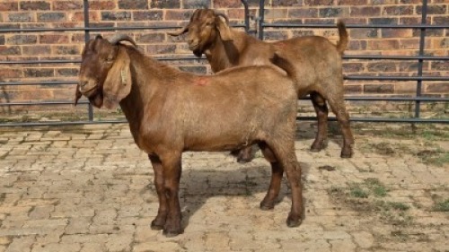 2X KALAHARI RED GOAT BUCK Eldridge van Rooyen (Per animal to take the lot)