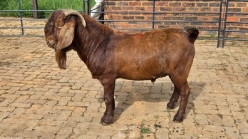 1X KALAHARI RED GOAT BUCK Eldridge van Rooyen
