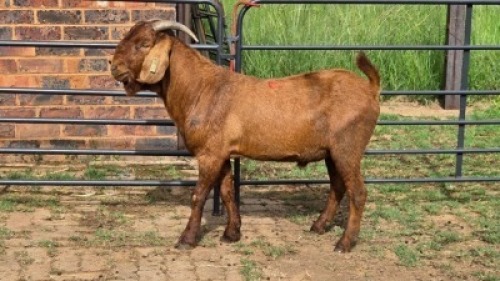 1X KALAHARI RED GOAT BUCK Eldridge van Rooyen
