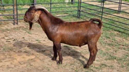 1X KALAHARI RED GOAT BUCK Eldridge van Rooyen