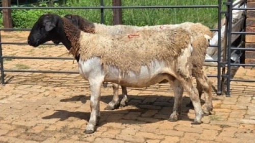 2X DORPER EWE Eldridge van Rooyen (Per animal to take the lot)