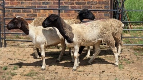 4X DORPER EWE Eldridge van Rooyen (Per animal to take the lot)