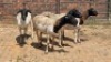 4X DORPER EWE Eldridge van Rooyen (Per animal to take the lot)