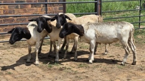 4X DORPER EWE Eldridge van Rooyen (Per animal to take the lot)