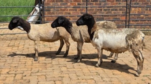 3X DORPER EWE Eldridge van Rooyen (Per animal to take the lot)