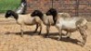 3X DORPER EWE Eldridge van Rooyen (Per animal to take the lot)