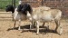 3X DORPER EWE Eldridge van Rooyen (Per animal to take the lot)
