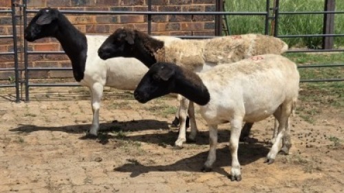 3X DORPER EWE Eldridge van Rooyen (Per animal to take the lot)