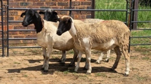 3X DORPER EWE Eldridge van Rooyen (Per animal to take the lot)