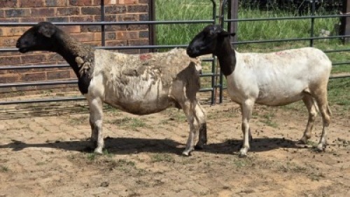 2X DORPER EWE Eldridge van Rooyen (Per animal to take the lot)