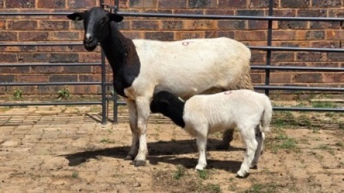 1+1X DORPER EWE Eldridge van Rooyen (Per animal to take the lot)