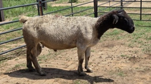 1X DORPER RAM Eldridge van Rooyen