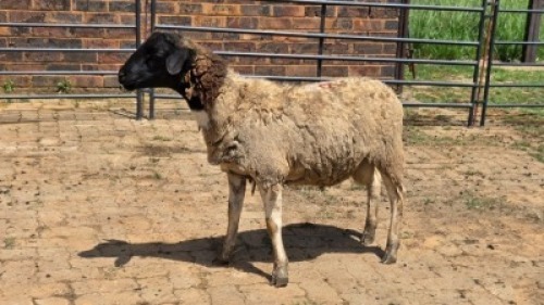 1X DORPER RAM Eldridge van Rooyen