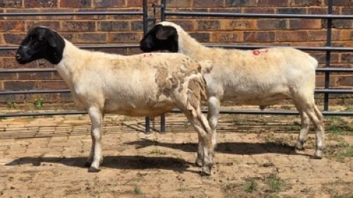2X DORPER HAMEL Eldridge van Rooyen (Per animal to take the lot)