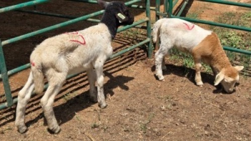 WITHDRAWN - 2X DORPER RAM & EWE Eldridge van Rooyen (Per animal to take the lot)