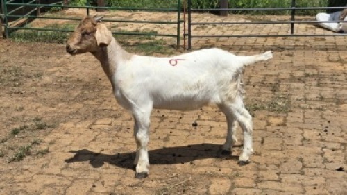 1X BOER GOAT CROSS DOE WAS Snyders