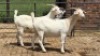 2X SAANEN CROSS DOE WAS Snyders (Per animal to take the lot)