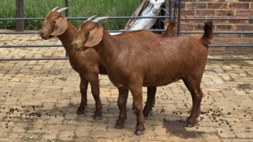 2X KALAHARI CROSS DOE WAS Snyders (Per animal to take the lot)
