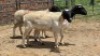 3X DORPER EWE Nabba Bdy (Per animal to take the lot)