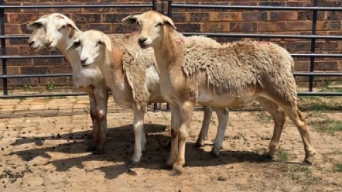 4X MEATMASTER EWE Nabba Bdy (Per animal to take the lot)