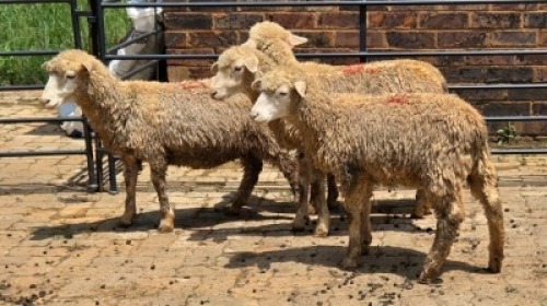 4X DORMER SHEEP EWE Nabba Bdy (Per animal to take the lot)