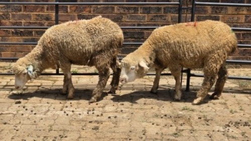 2X DORMER SHEEP EWE Nabba Bdy (Per animal to take the lot)