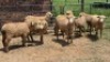 8X DORMER SHEEP EWE Nabba Bdy (Per animal to take the lot)