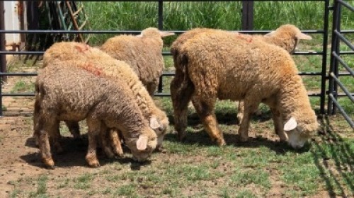 5X DORMER SHEEP EWE Nabba Bdy (Per animal to take the lot)