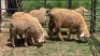 5X DORMER SHEEP EWE Nabba Bdy (Per animal to take the lot)
