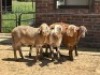 4X MEATMASTER RAM Nu Vino Meatmasters (Per animal to take the lot)