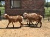 4X MEATMASTER RAM Nu Vino Meatmasters (Per animal to take the lot) - 2