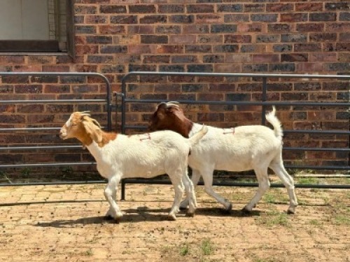 2X BOERBOK DOE Nabba Bdy (Per animal to take the lot)