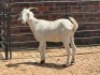 1X SAVANNA CROSS DOE Nabba Bdy