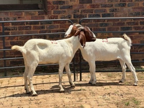 2X BOERBOK DOE Nabba Bdy (Per animal to take the lot)