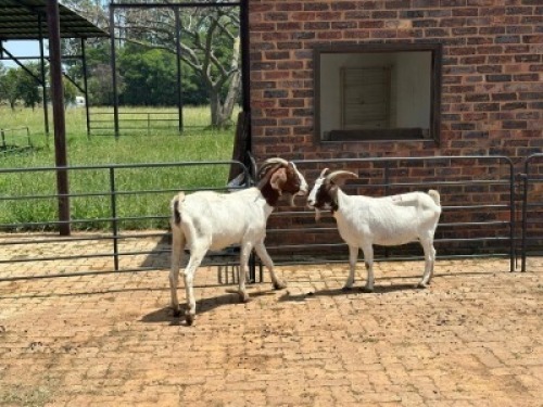 2X BOERBOK DOE Nabba Bdy (Per animal to take the lot)