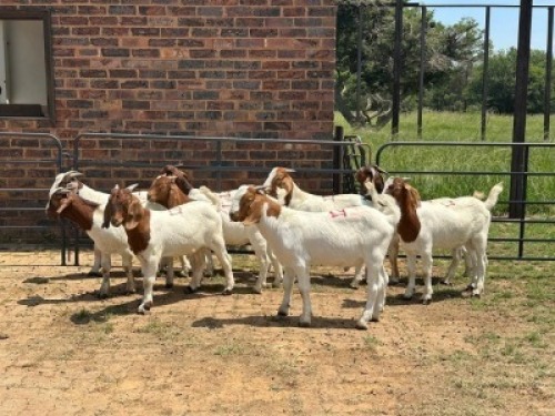 9X BOERBOK BUCK Nabba Bdy (Per animal to take the lot)