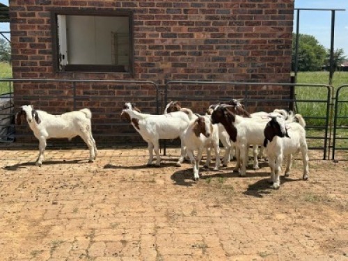 8X BOERBOK BUCK Nabba Bdy (Per animal to take the lot)