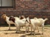 4X BOERBOK KAPATER Nabba Bdy (Per animal to take the lot)