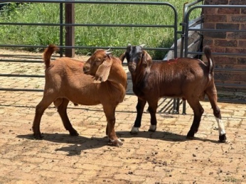 2X KALAHARI CROSS BUCK Nabba Bdy (Per animal to take the lot)