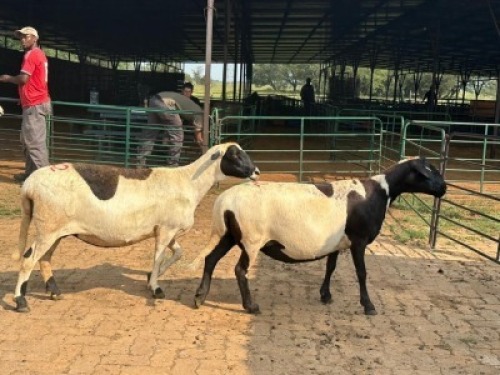 2X MEATMASTER EWE Model Meatmasters (Per animal to take the lot)