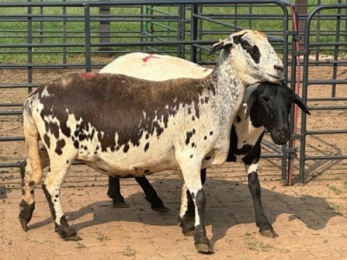 1X MEATMASTER EWE Model Meatmasters