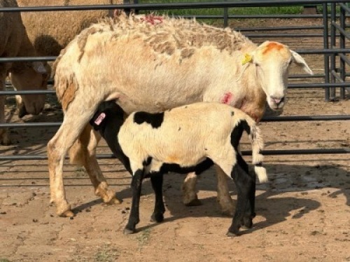 1+1X MEATMASTER EWE Model Meatmasters (Per animal to take the lot)