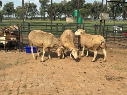 3X DOHNE MERINO EWE Model Meatmasters (Per animal to take the lot)