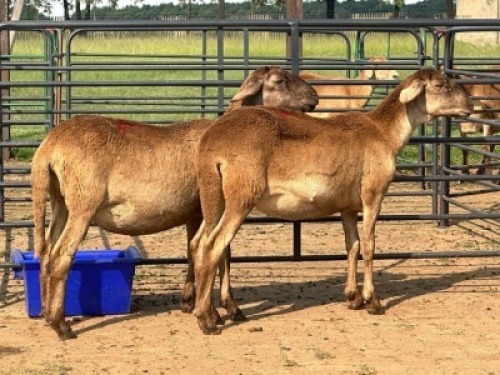 2X MEATMASTER EWE Gideon Maphoto (Per animal to take the lot)