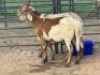 2X MEATMASTER EWE Gideon Maphoto (Per animal to take the lot)