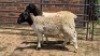 2X DORPER HAMEL Nabba Bdy (Per animal to take the lot)